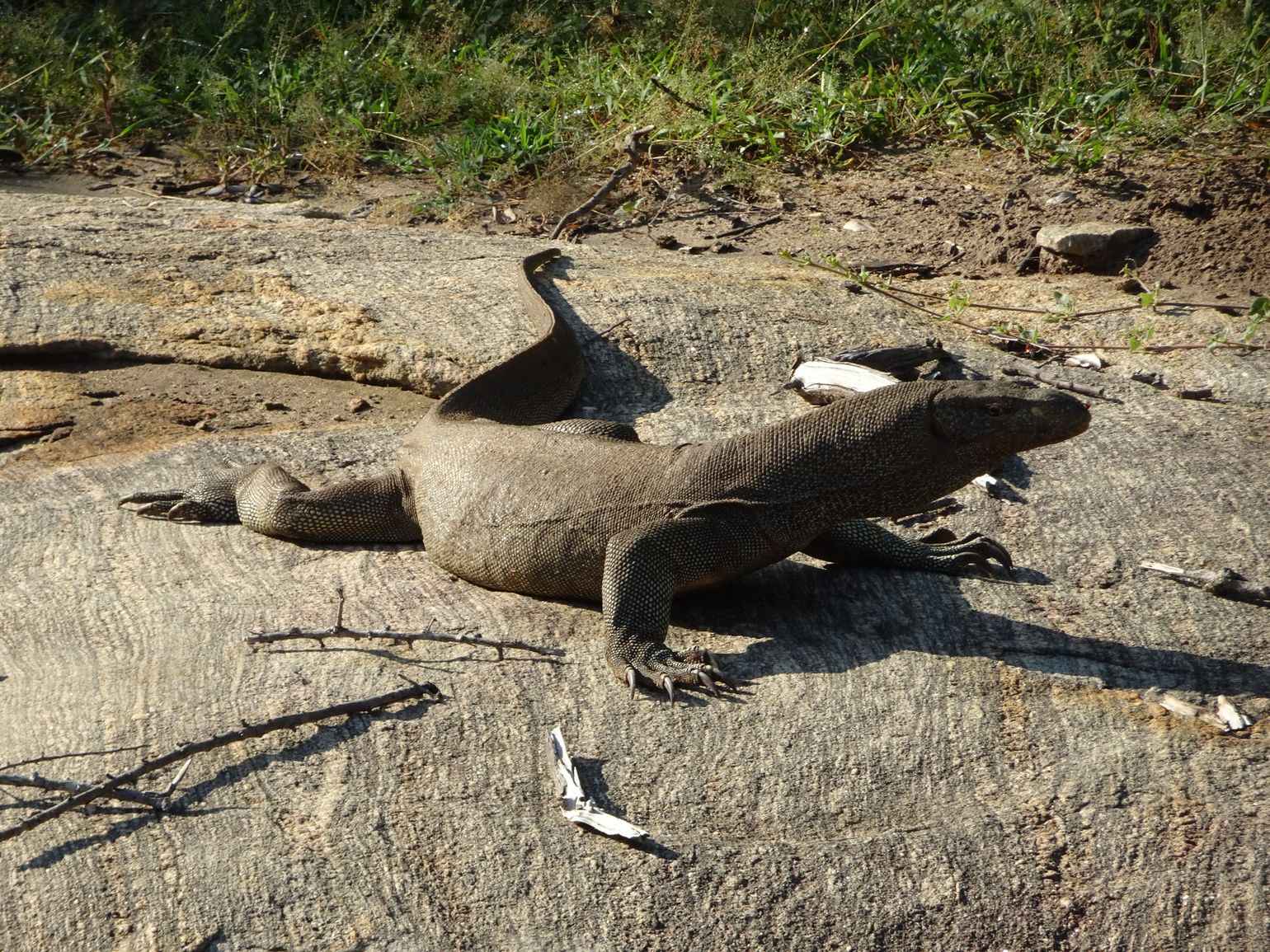 Safari Sri Lanka Yala National Park