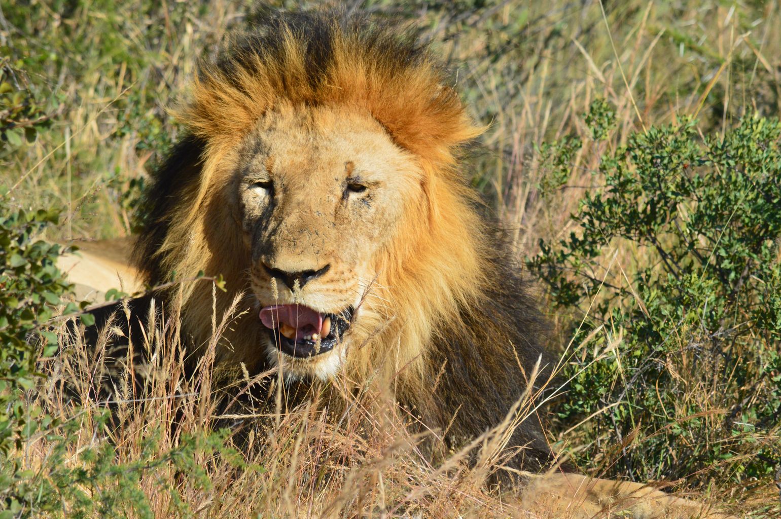 safari Big Five Afrika leeuw Zuid-Afrika Mabula Private Game Reserve Limpopo