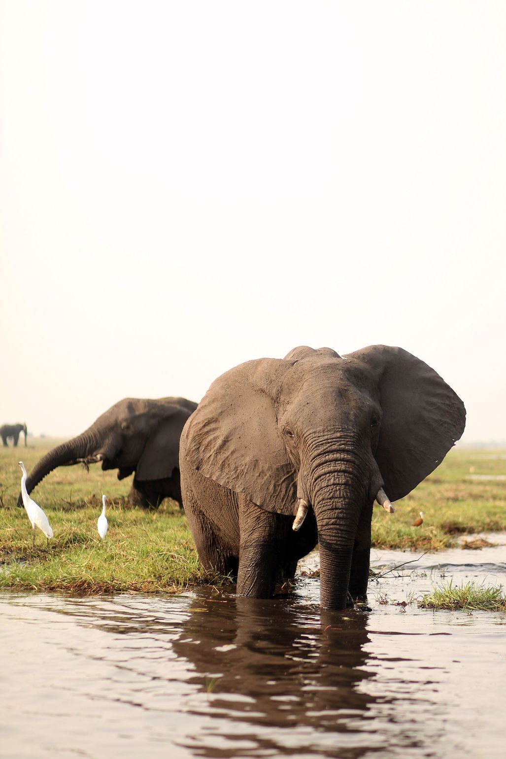 safari Big Five Afrika olifant Zuid-Afrika Chobe National Park, Botswana