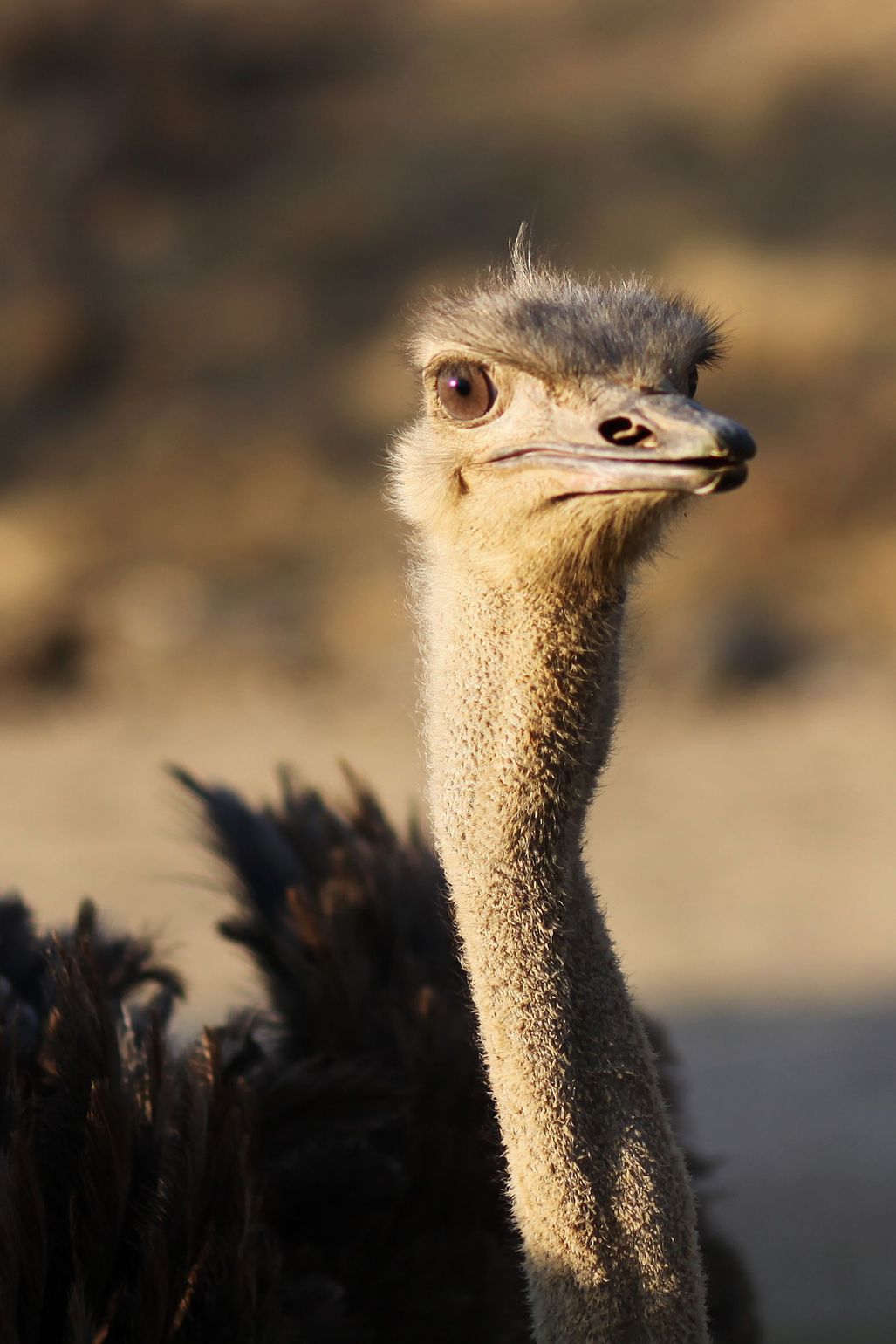 Zuidelijk Afrika wildlife dieren struisvogel Zuid-Afrika