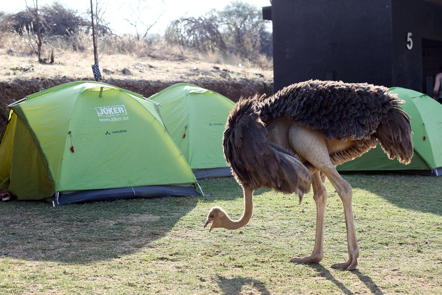 Zuidelijk Afrika wildlife dieren struisvogel Zuid-Afrika