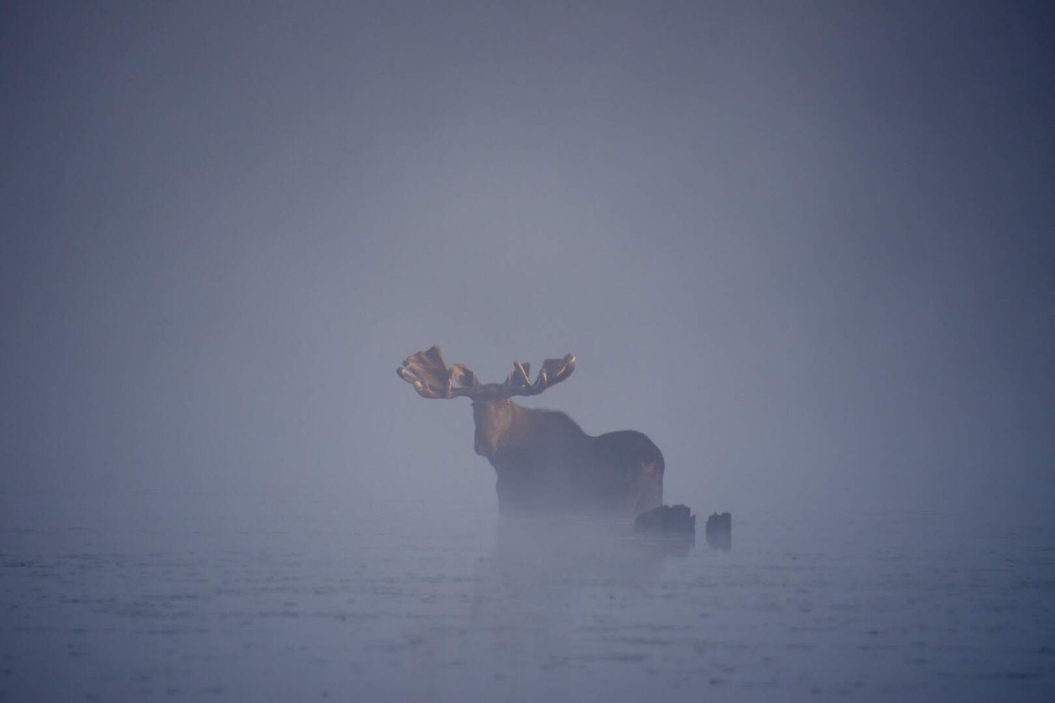 Elanden tijdens kanotocht