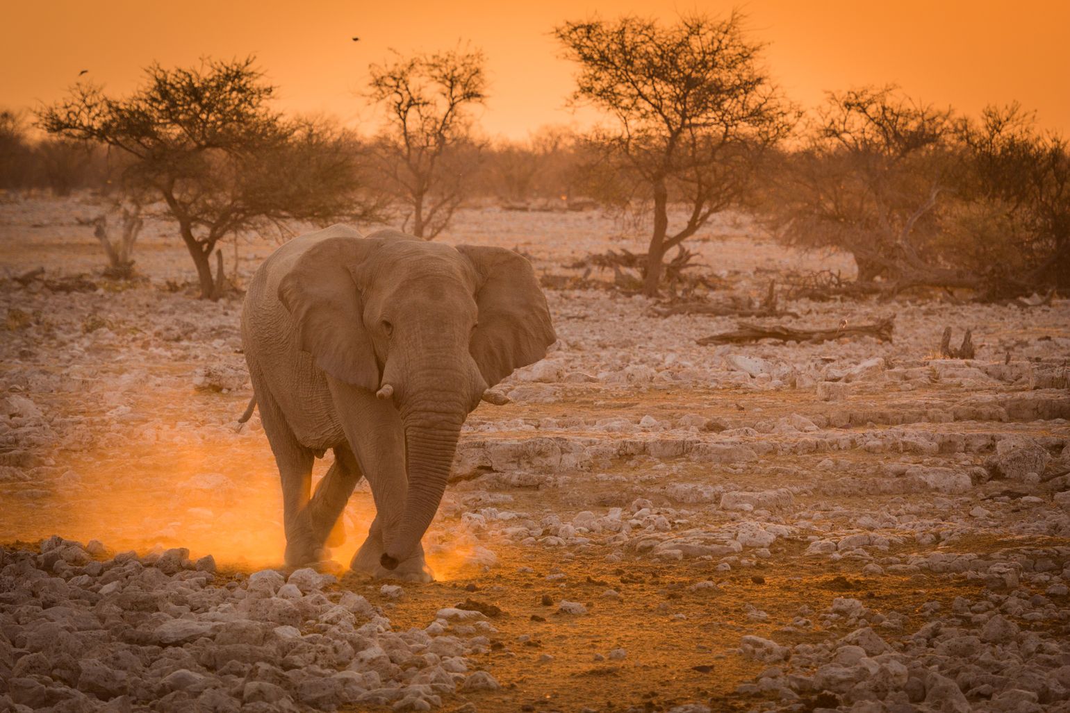 safari Big Five Afrika olifant Etosha National Park Namibië