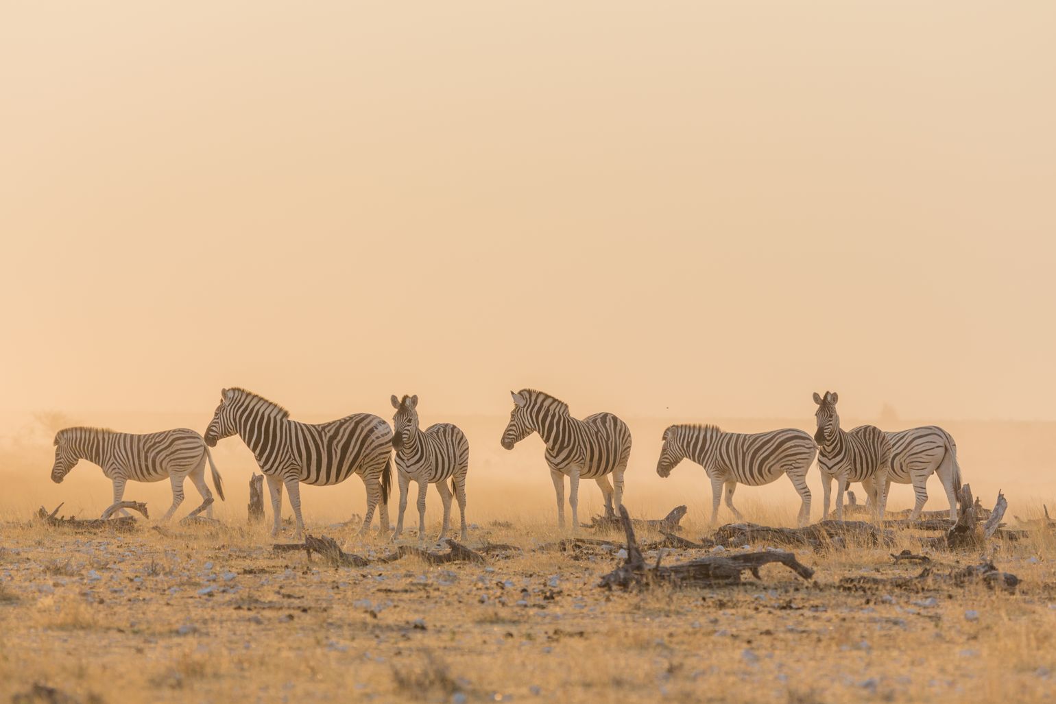 Afrika safari wildlife zebra Namibië Etosha National Park