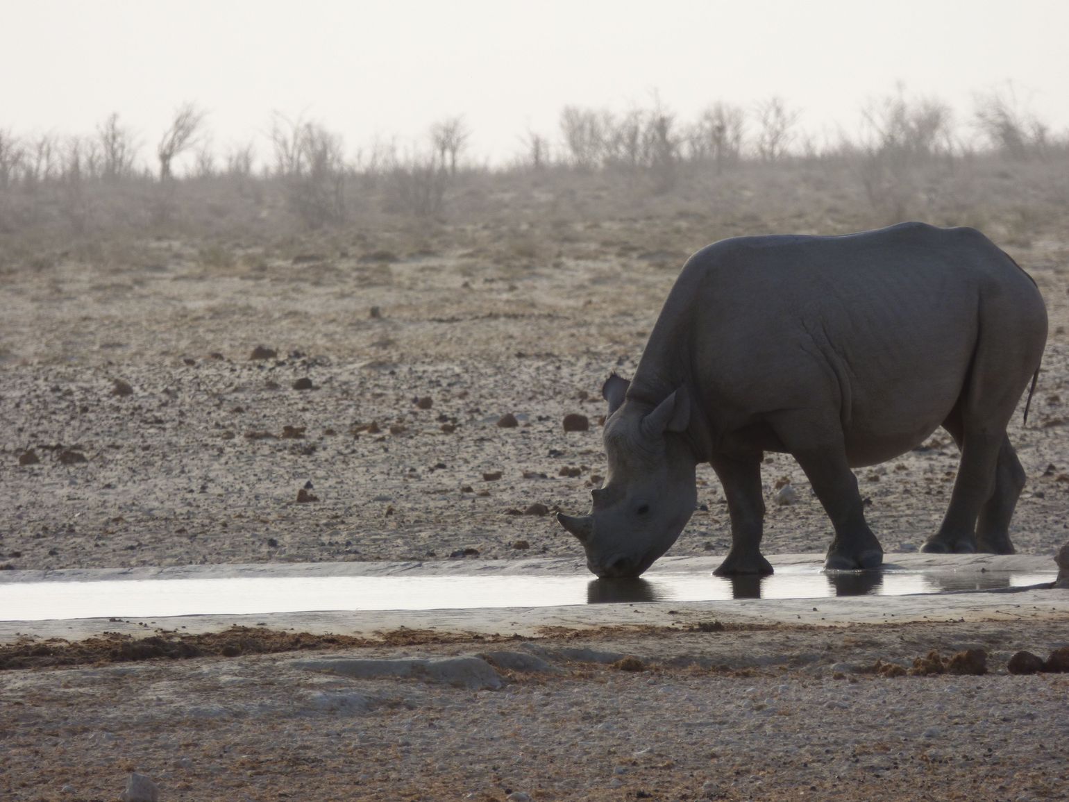 safari Big Five Afrika neushoorn Etosha National Park, Namibië