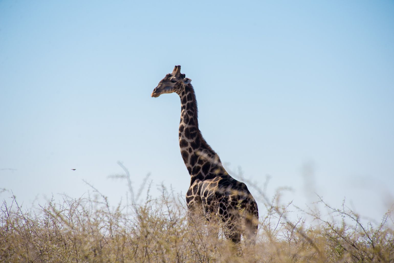 Afrika wildlife safari giraf giraffe Namibië