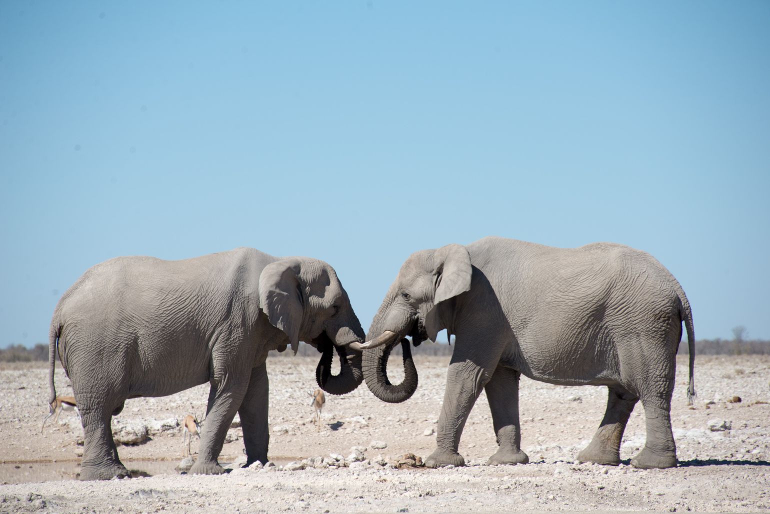 safari Big Five Afrika olifant Namibië Etosha National Park
