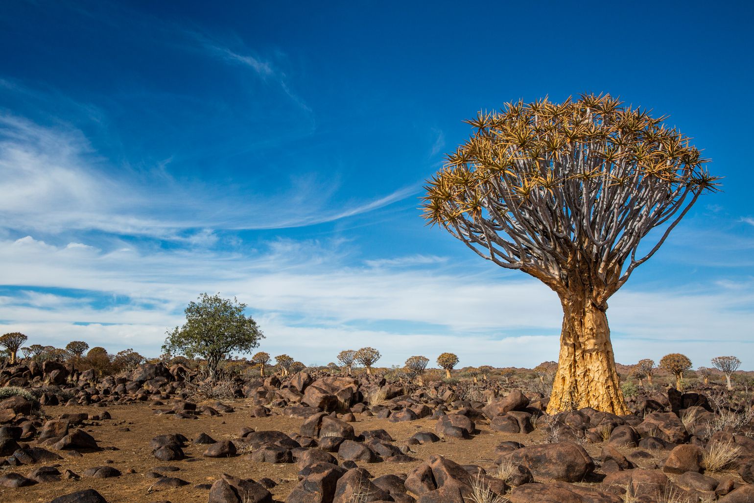 Boom in namibie