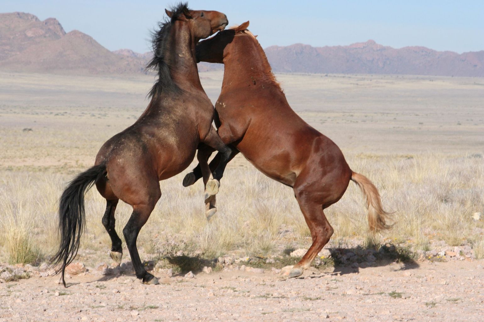Zuidelijk Afrika safari wildlife dieren paarden Garub Namibië