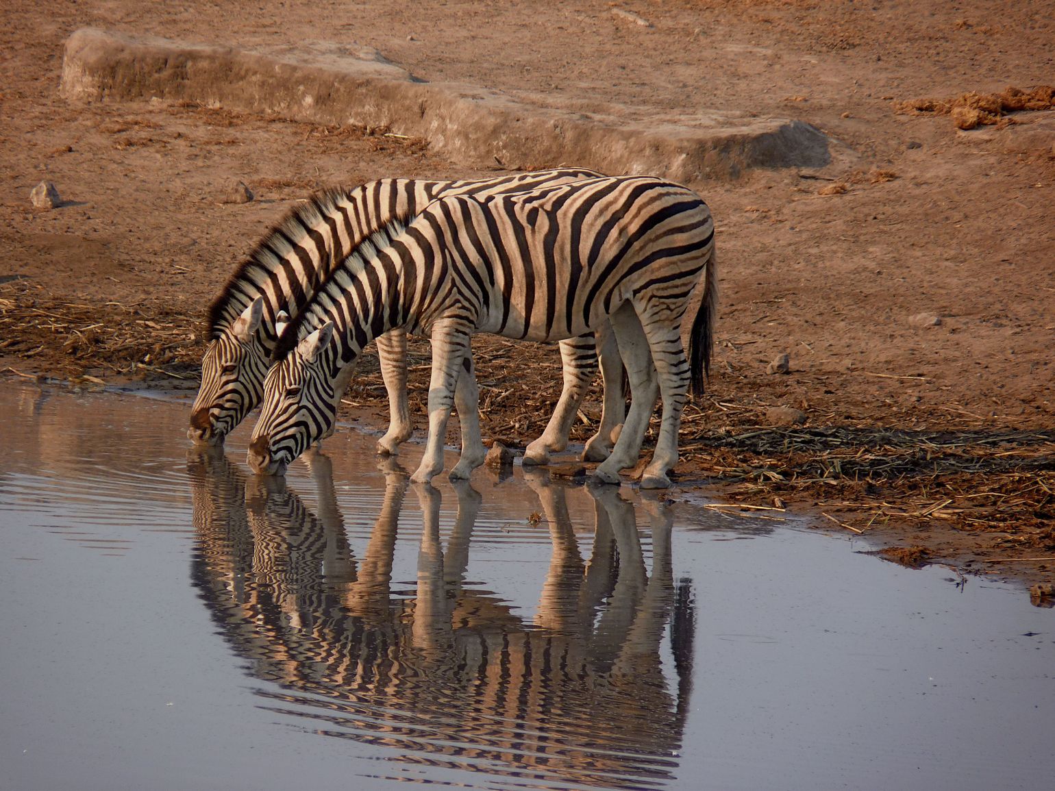 Afrika safari wildlife zebra Namibië