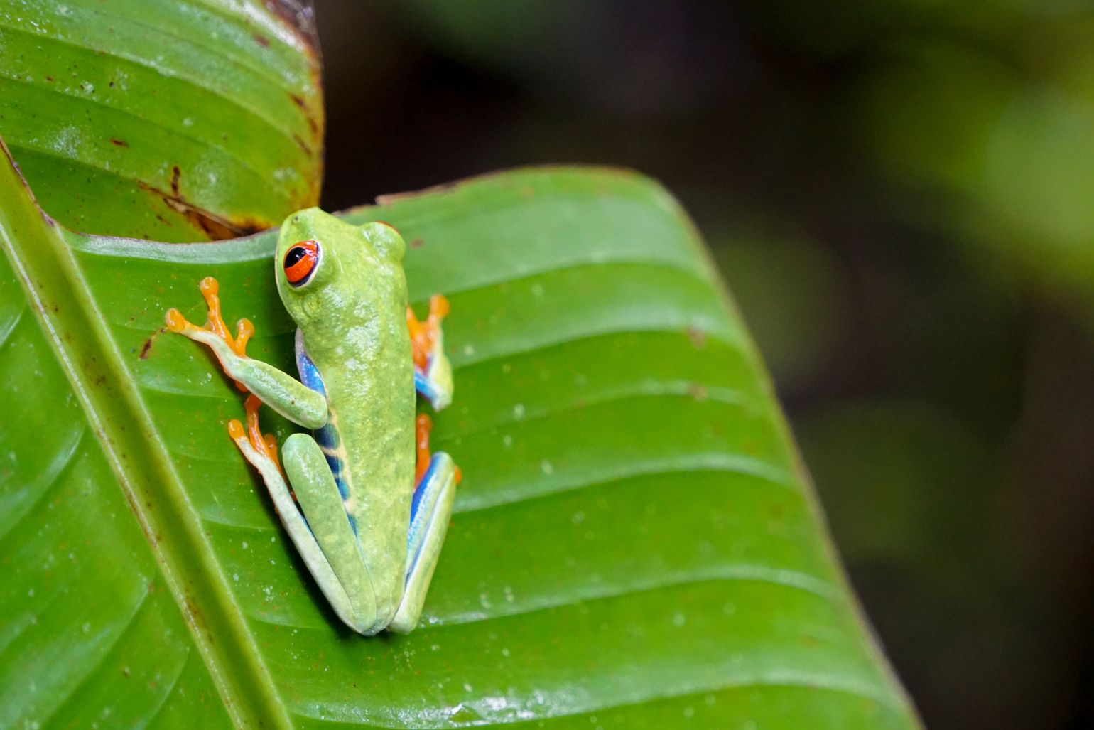 roodoogboomkikker nicaragua