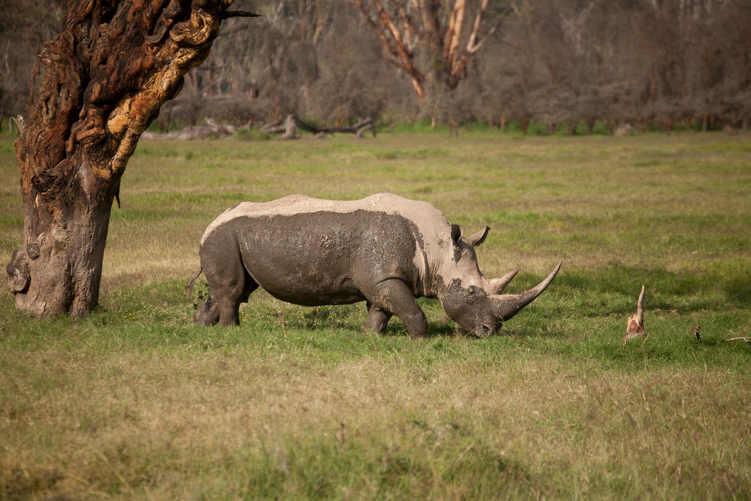 safari Big Five Afrika neushoorn Masai Mara, Kenia