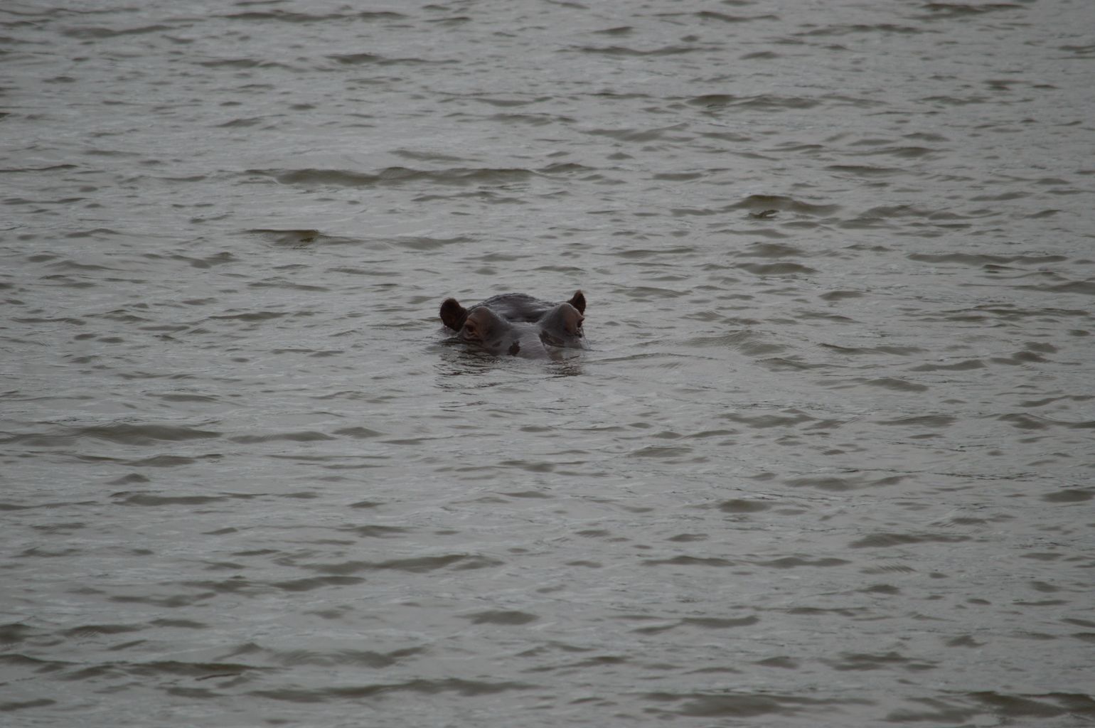 Zuidelijk Afrika wildlife dieren nijlpaard Zuid-Afrika Mabula Private Game Reserve