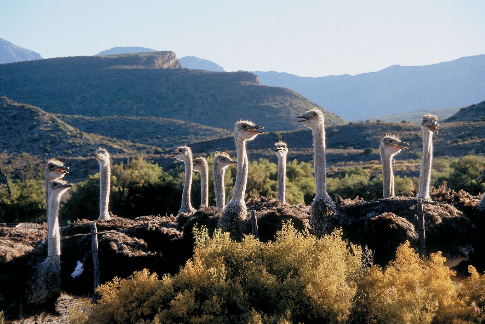 Struisvogels in Oudtshoorn