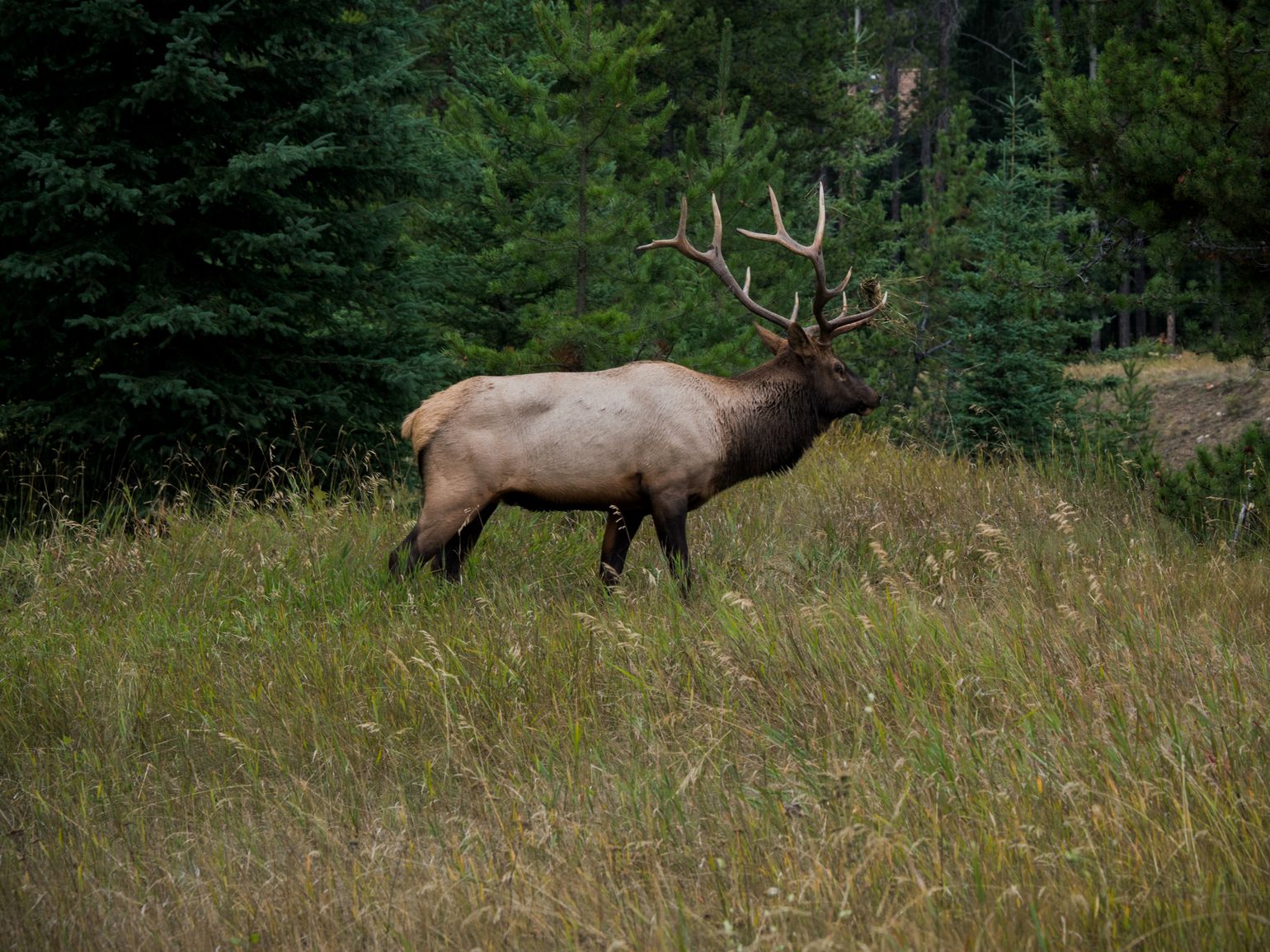 Canada wildlife rendier natuur reindeer dieren fauna reis