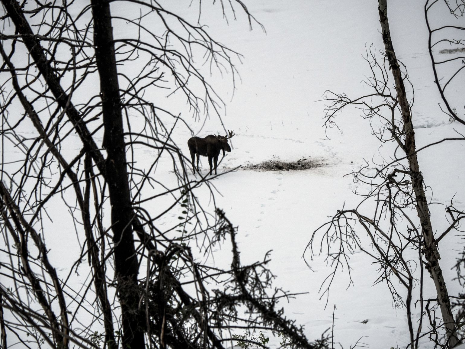 Canada wildlife eland natuur moose