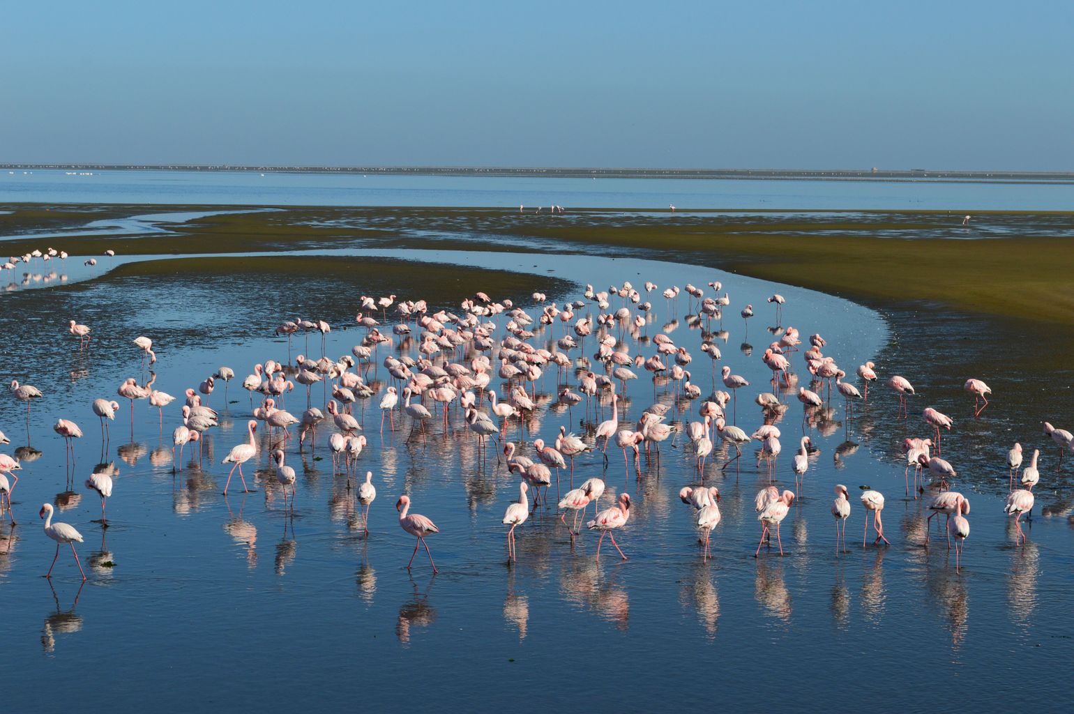 Zuidelijk Afrika wildlife dieren flamingo Namibië