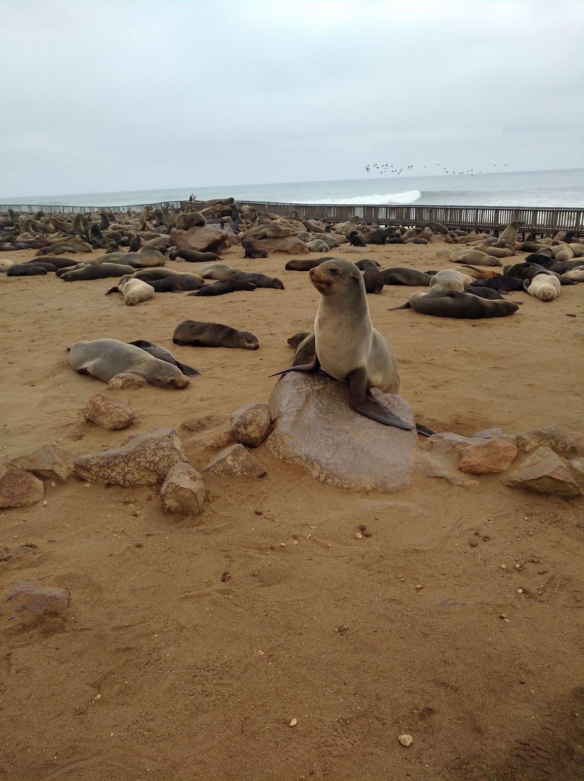 Afrika safari wildlife zeeleeuw Zuid-Afrika