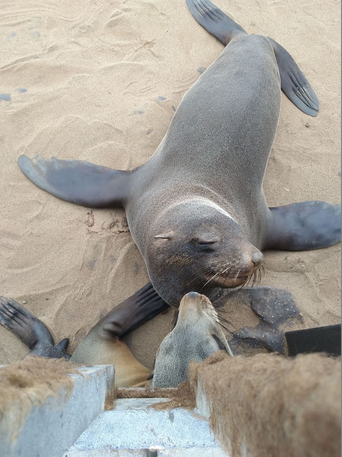 Afrika safari wildlife zeeleeuw Zuid-Afrika