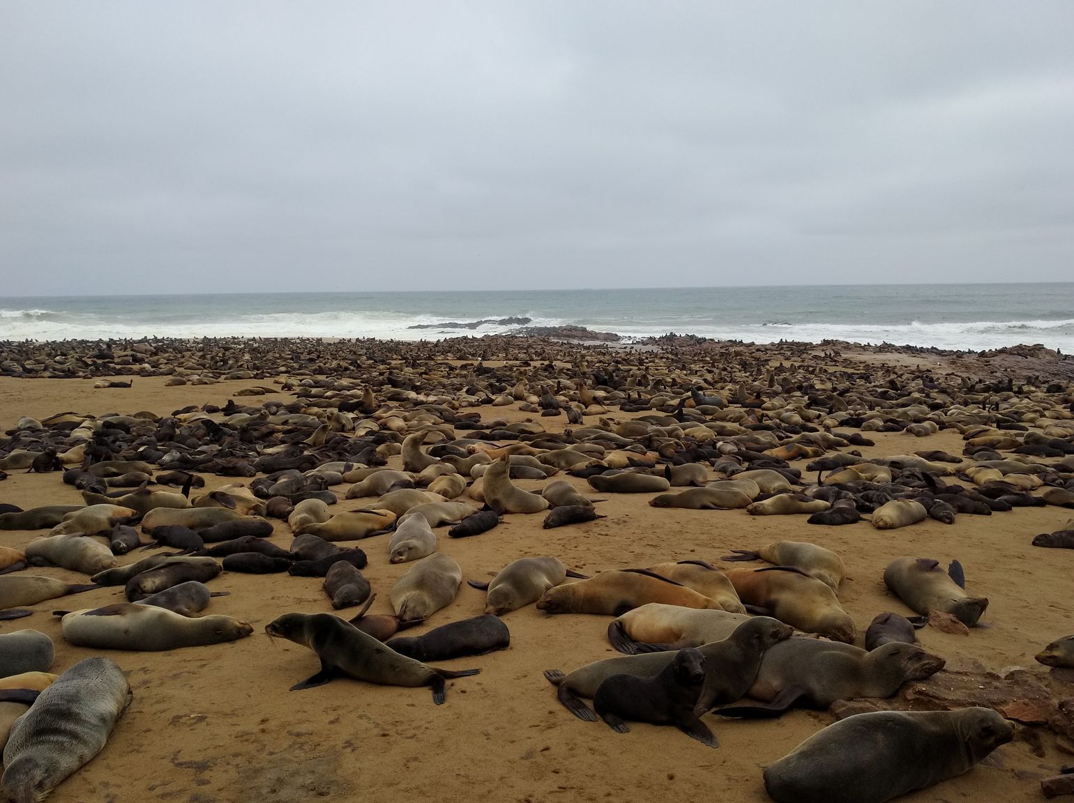 Afrika safari wildlife zeeleeuw Zuid-Afrika