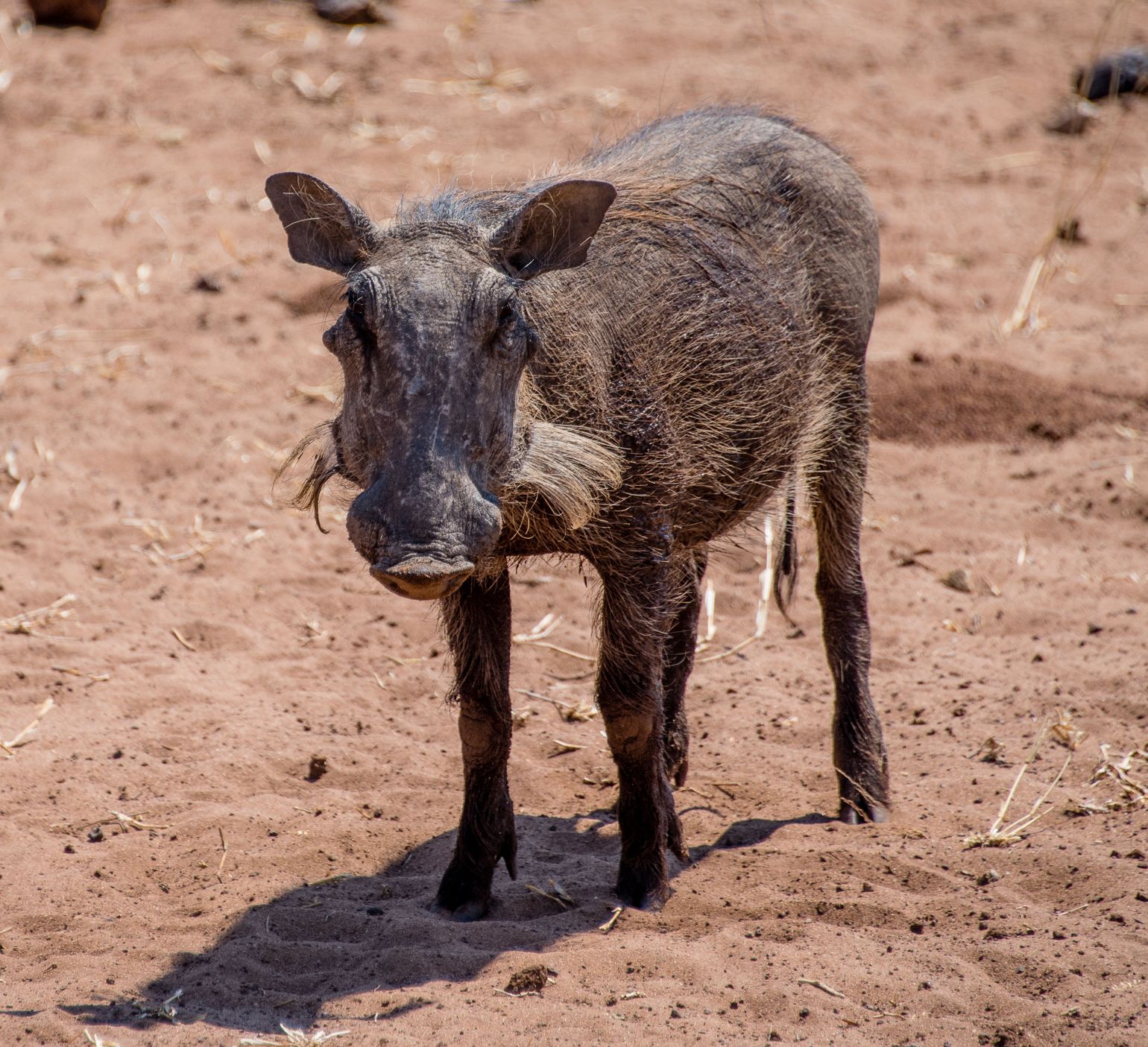 Afrika safari wildlife wild zwijn Botswana