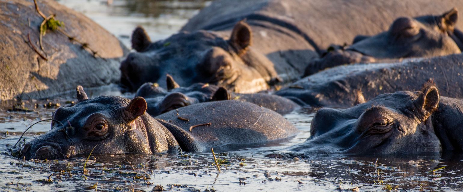 Zuidelijk Afrika wildlife dieren nijlpaard Botswana National Park