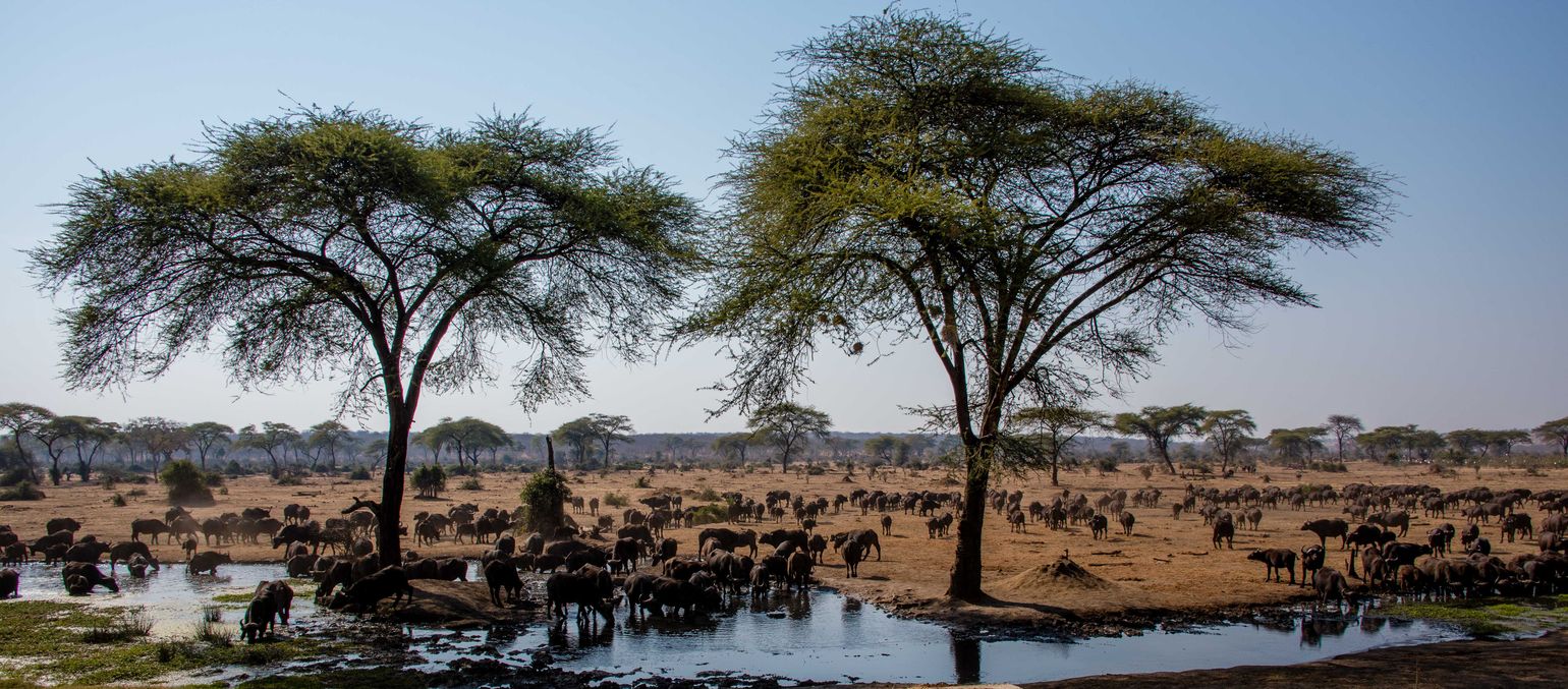 Namibië/Zuid-Afrika/Botswana safari Big Five buffels Afrika Chobe National Park