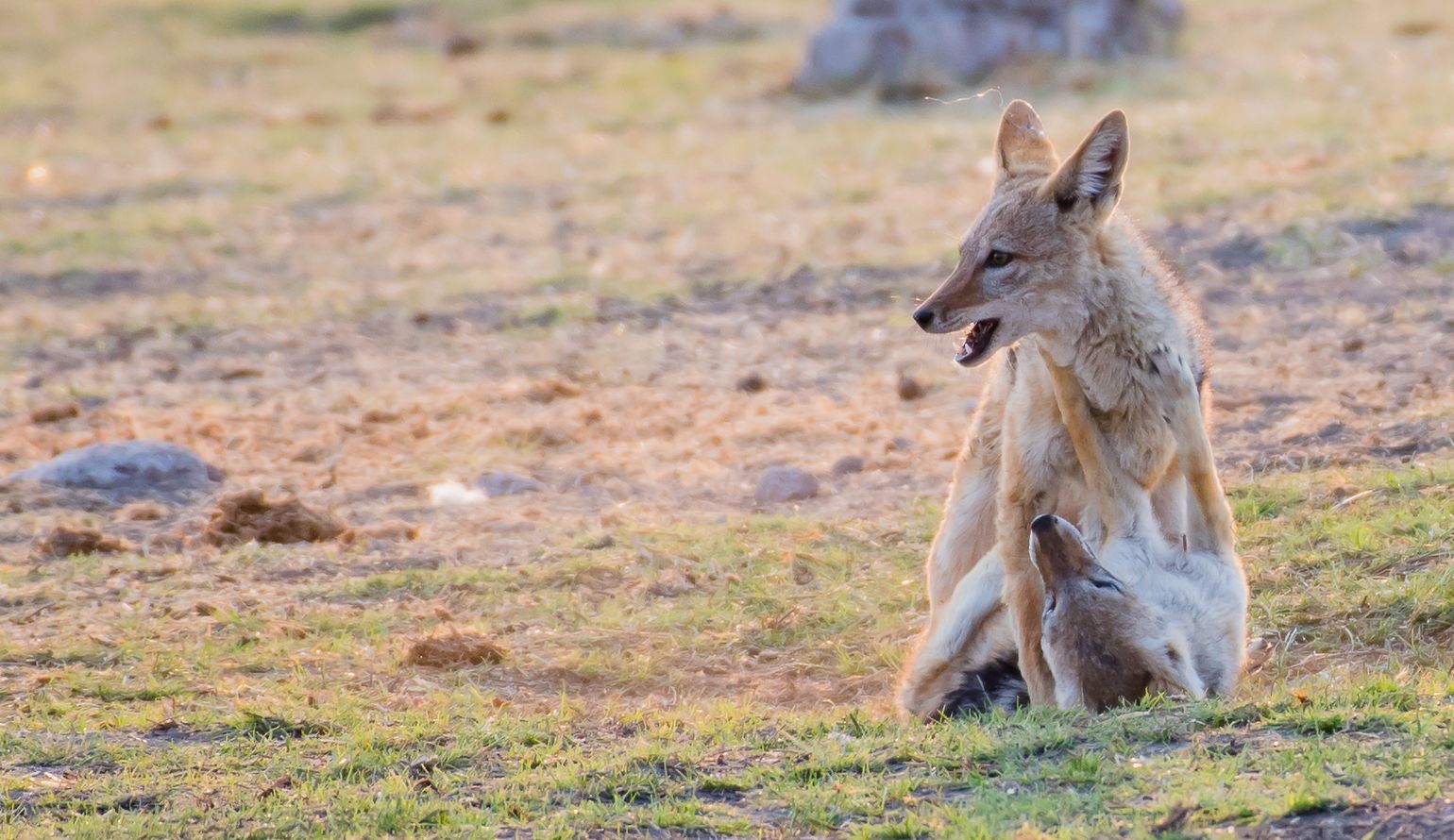 Afrika safari wildlife jakhals Etosha National Park Namibië