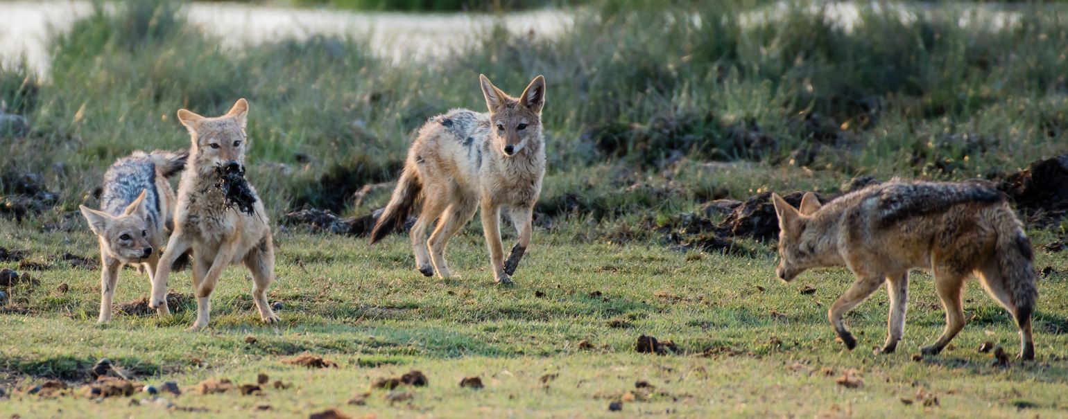 Afrika safari wildlife jakhals Etosha National Park Namibië