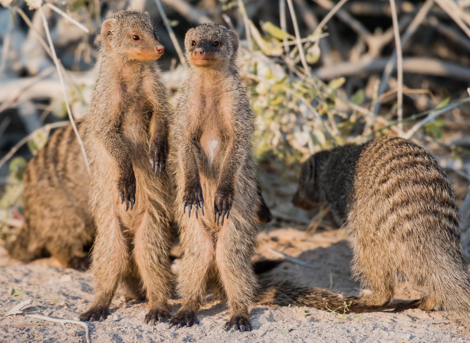 Afrika safari wildlife mangoeste Etosha National Park, Namibië