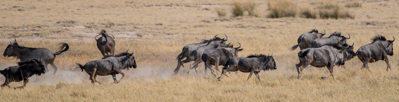Zuidelijk Afrika wildlife dieren Gnoe Namibië