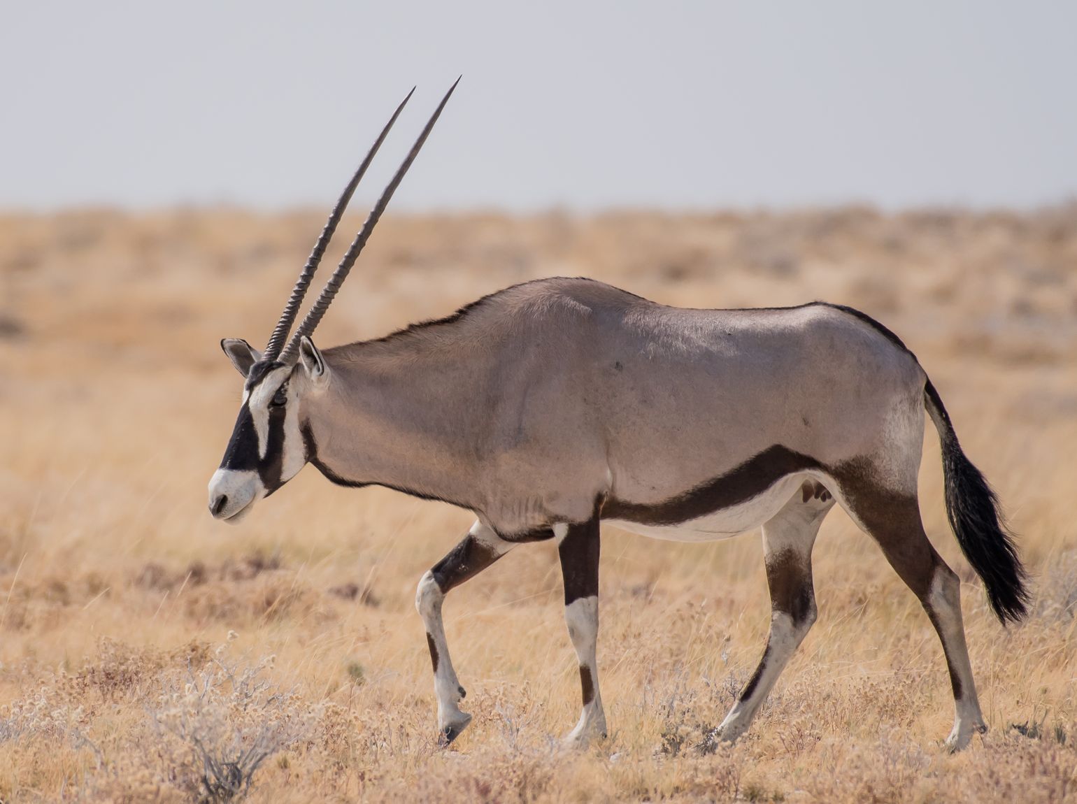 Zuidelijk Afrika wildlife dieren antilopen Oryx Namibië-Zuid-Afrika-Botswana