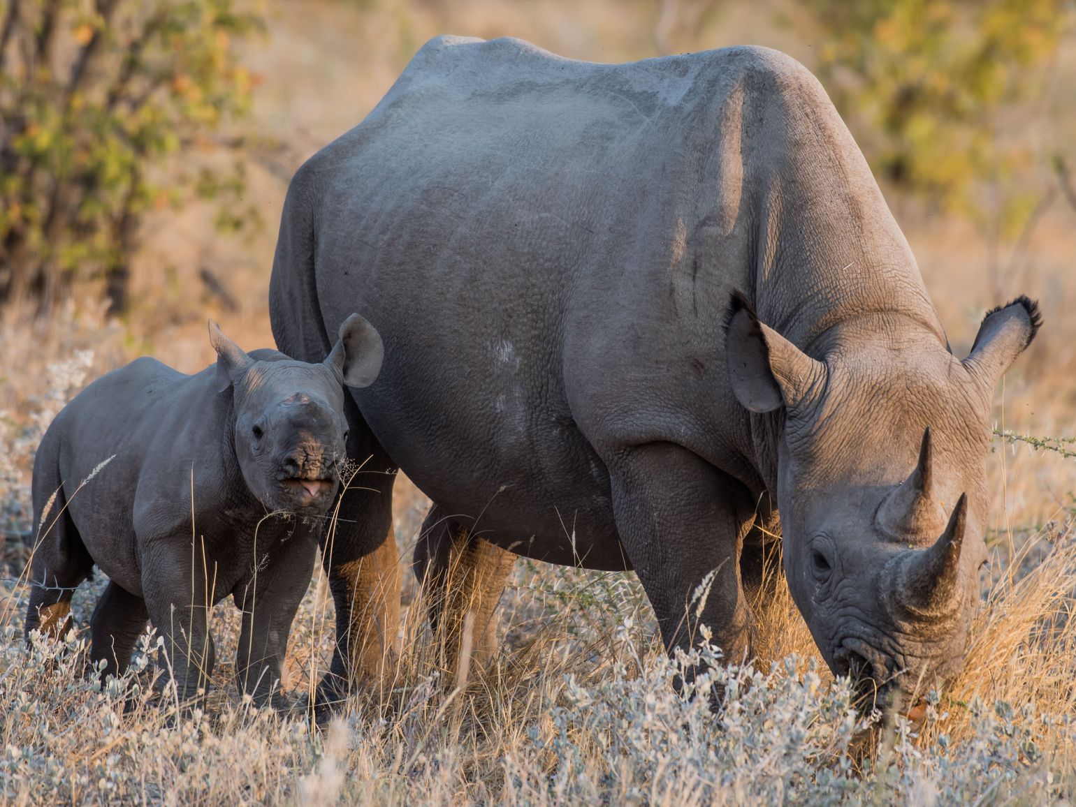 safari Big Five Afrika neushoorn Etosha National Park, Namibië