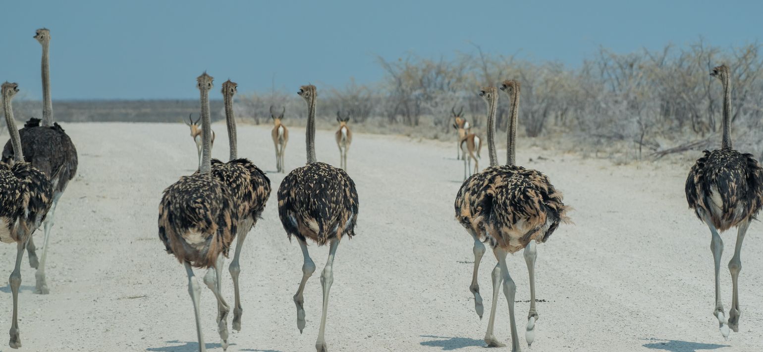 Zuidelijk Afrika wildlife dieren struisvogel Etosha National Park Namibië