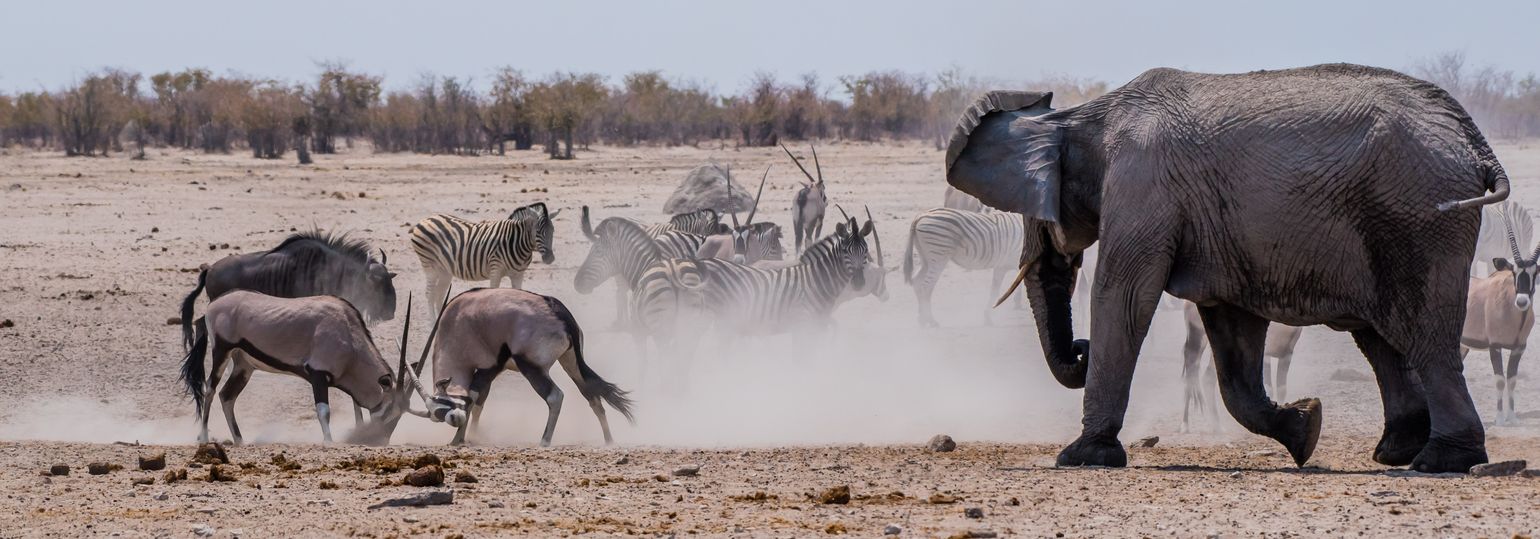safari Big Five Afrika olifant Namibië Etosha National Park