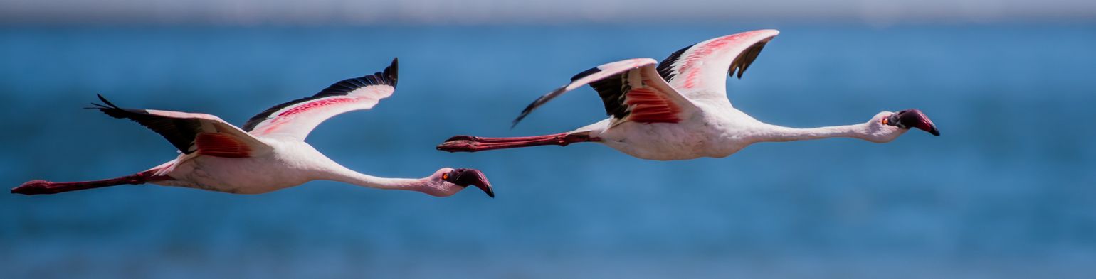 Zuidelijk Afrika wildlife dieren flamingo Namibië/Zuid-Afrika/Botswana