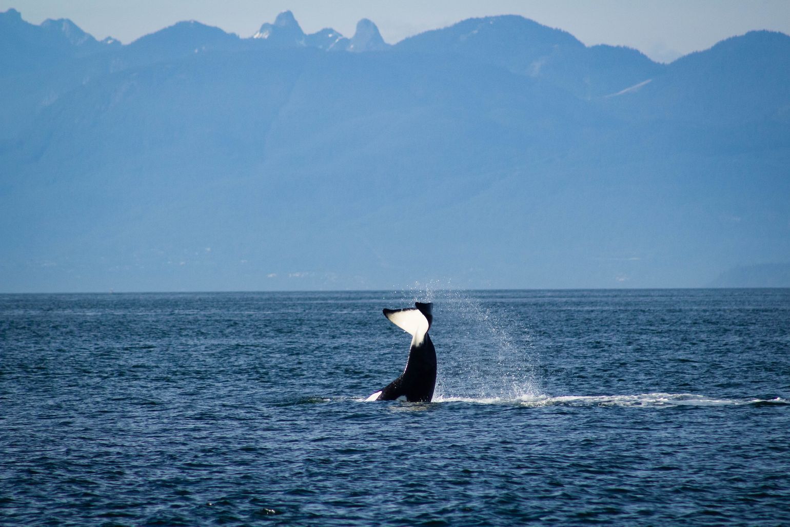 Whale Watch op de Puget Sound