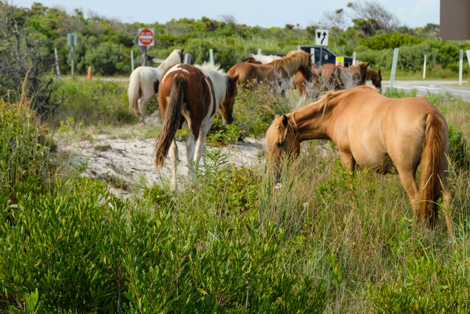 Assateague