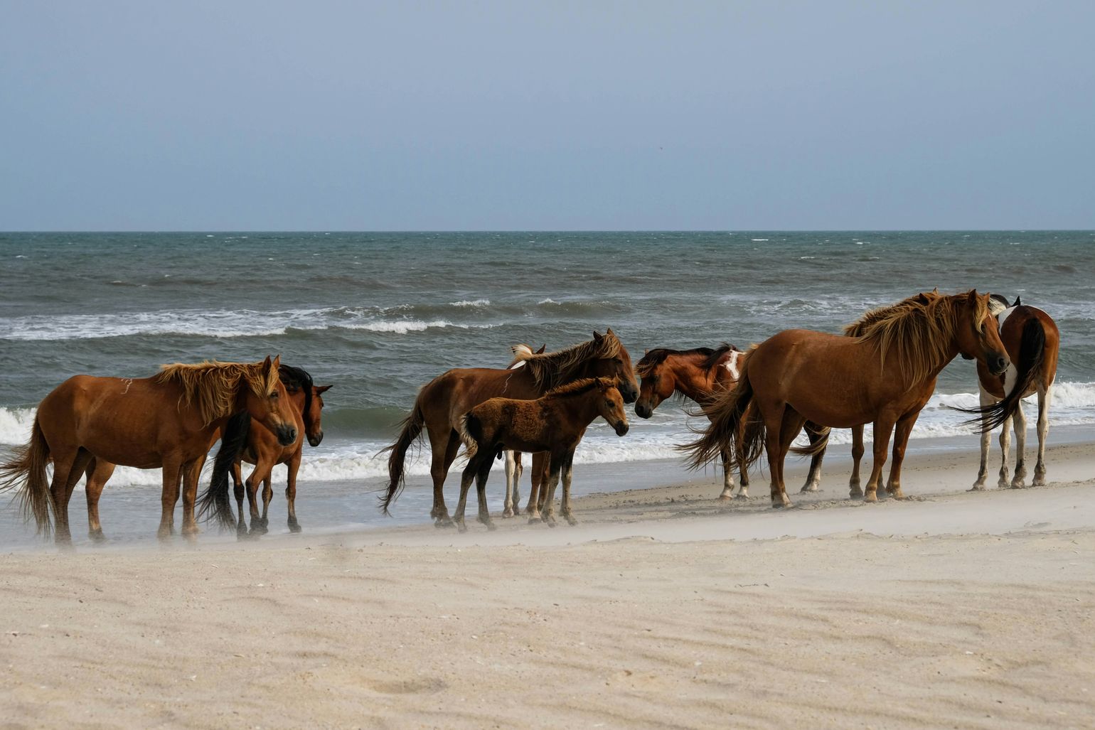 Assateague