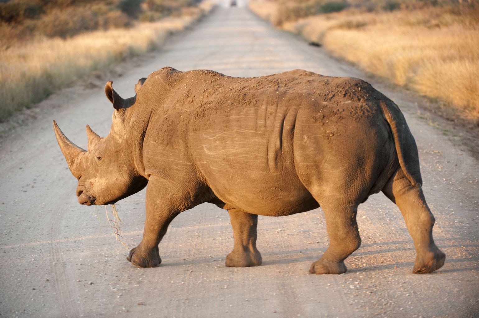 Neushoorn in Kruger NP