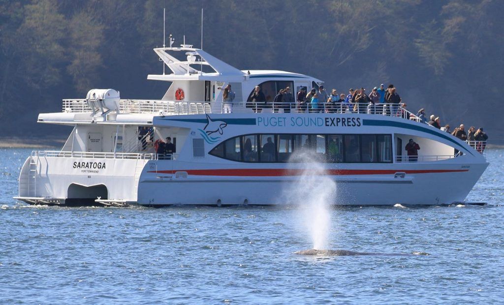 Whale Watch op de Puget Sound