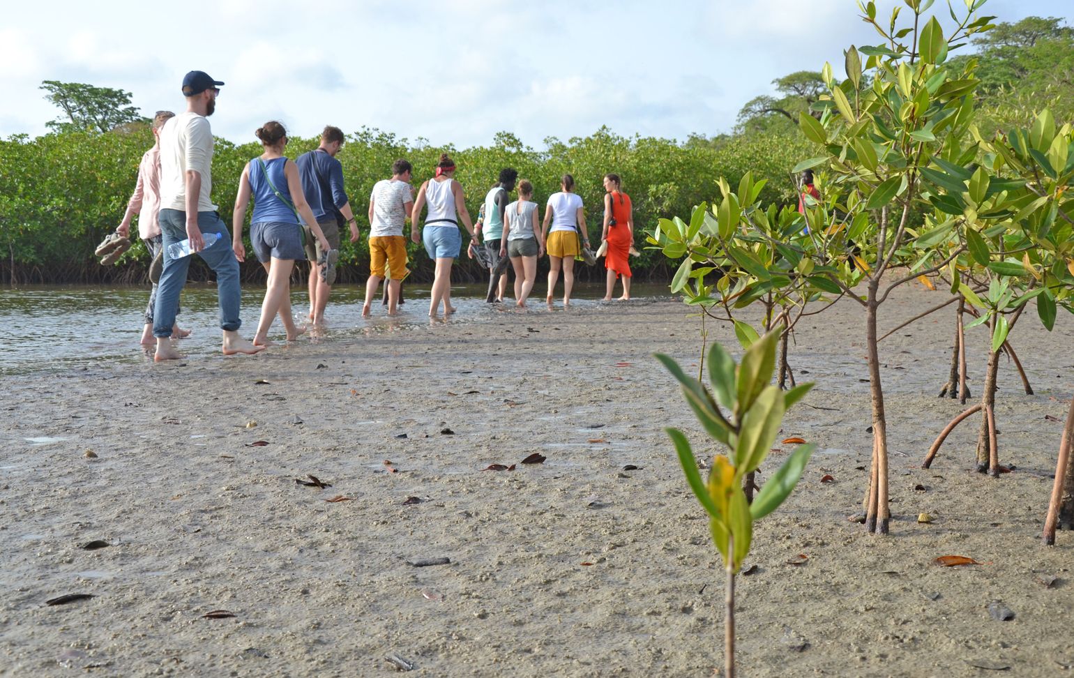 mangroves