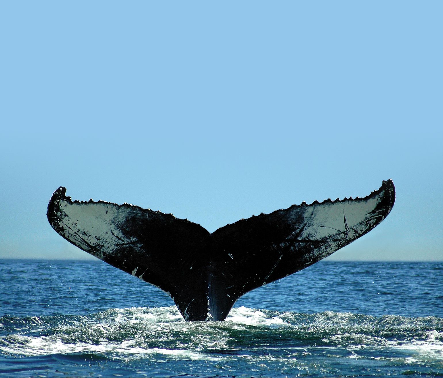 Canada wildlife whale walvis natuur fauna reis spotten