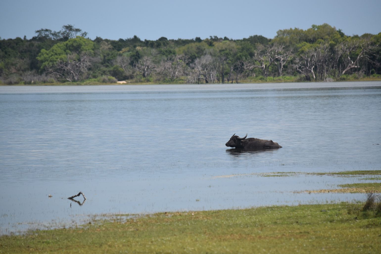 Wilpattu Buffel, safari Sri Lanka 