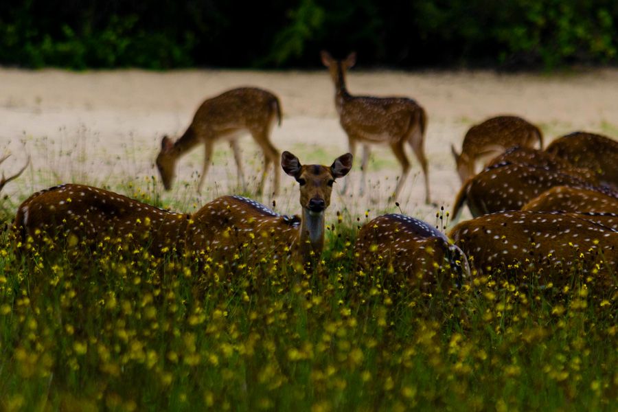 Wilpattu hert, safari Sri Lanka 