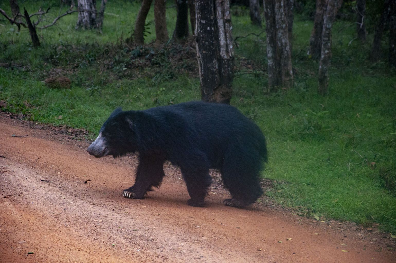 Wilpattu Lippenbeer, safari Sri Lanka 