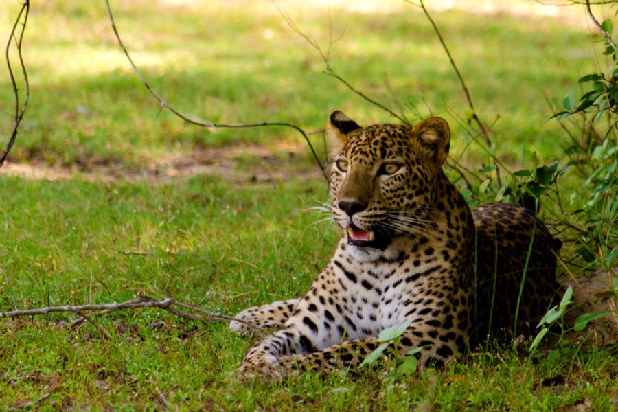 Wilpattu luipaard, safari Sri Lanka 