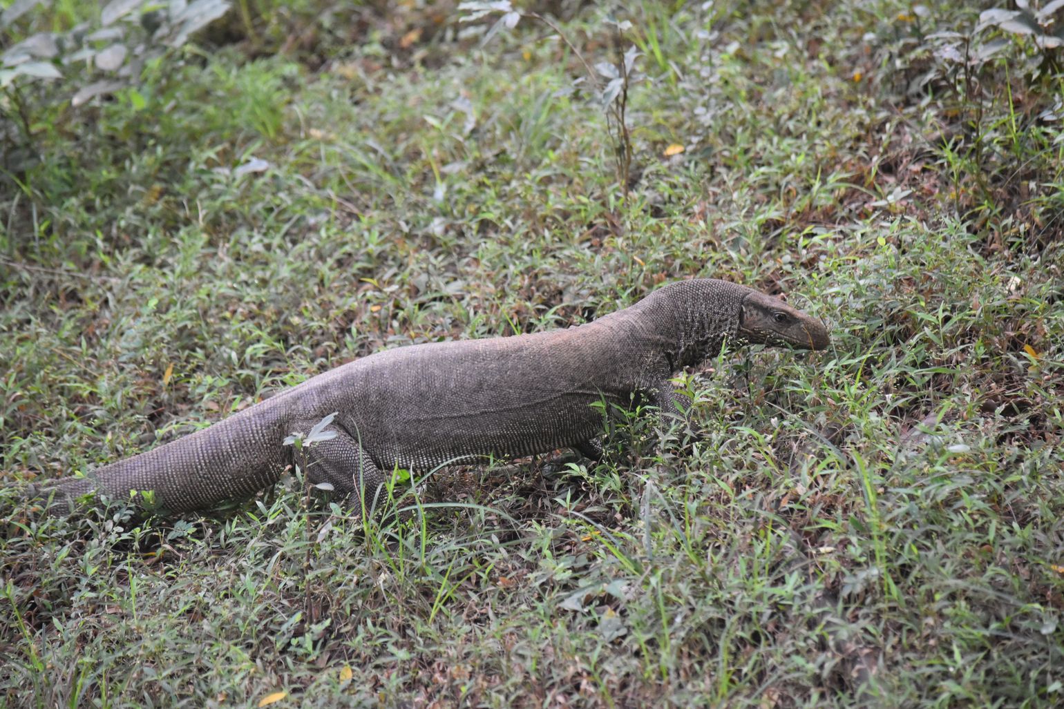 Wilpattu Varaan, safari Sri Lanka 