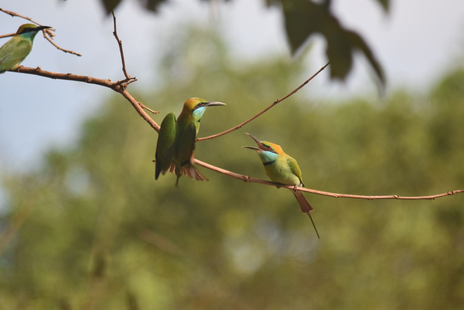 Safari Sri Lanka Wilpattu National Park