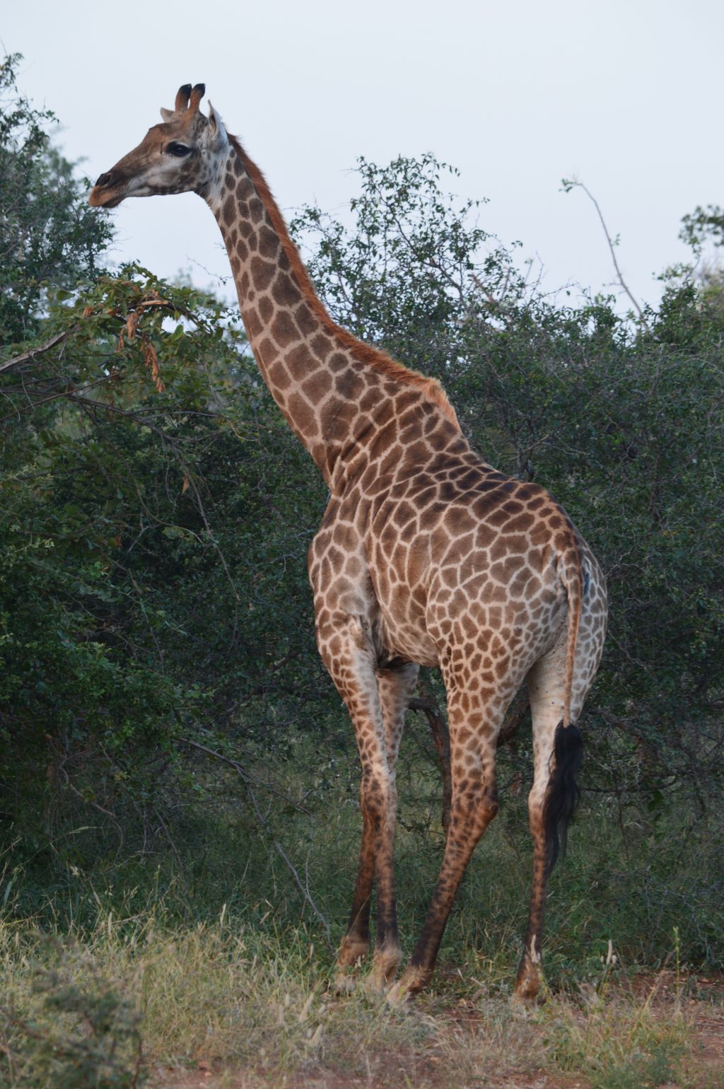 reis Zuid-Afrika safari giraf